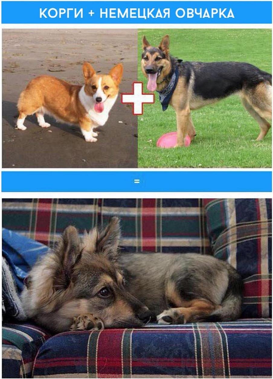 Гибрид корги и немецкой овчарки
