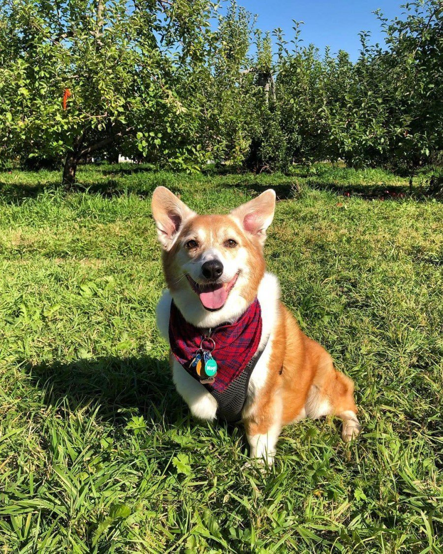 Собака корги лает