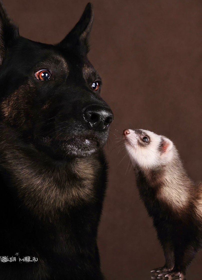 Тактический корги