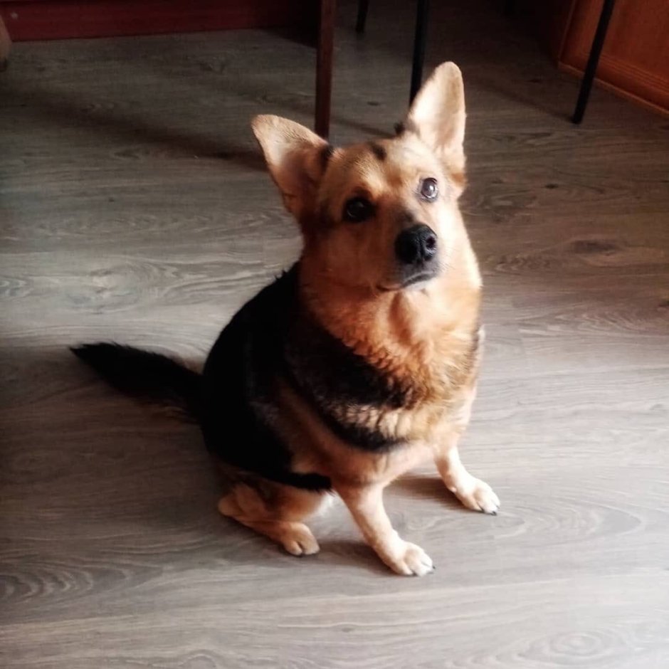 Немецкая овчарка и корги пемброк