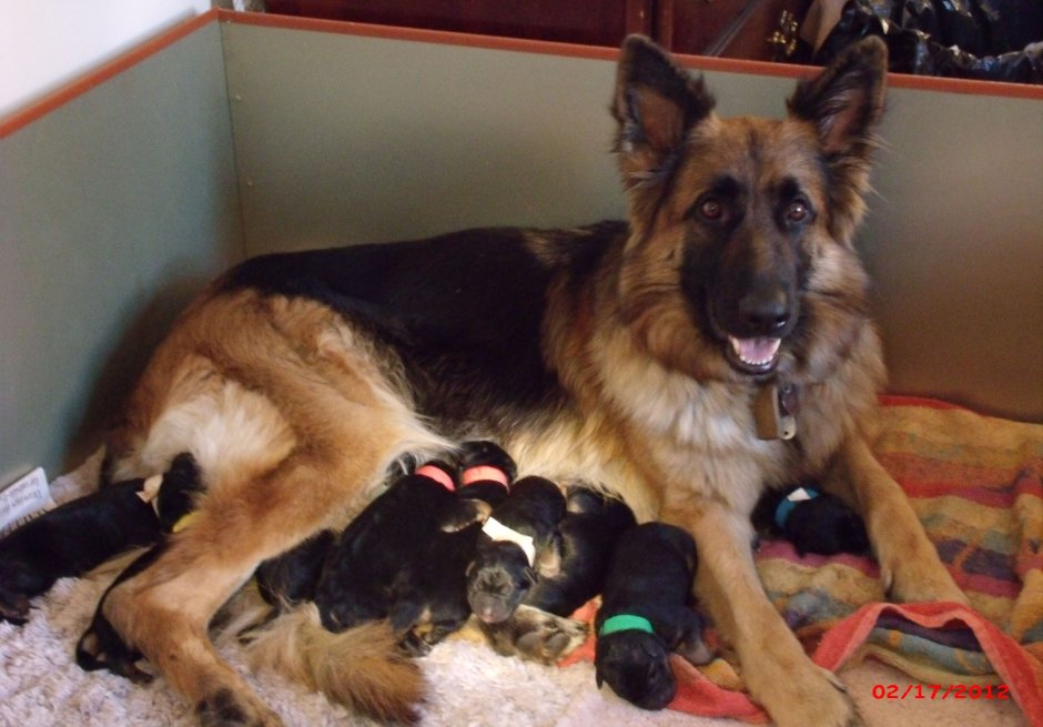 С какими животными уживается немецкая овчарка примеры