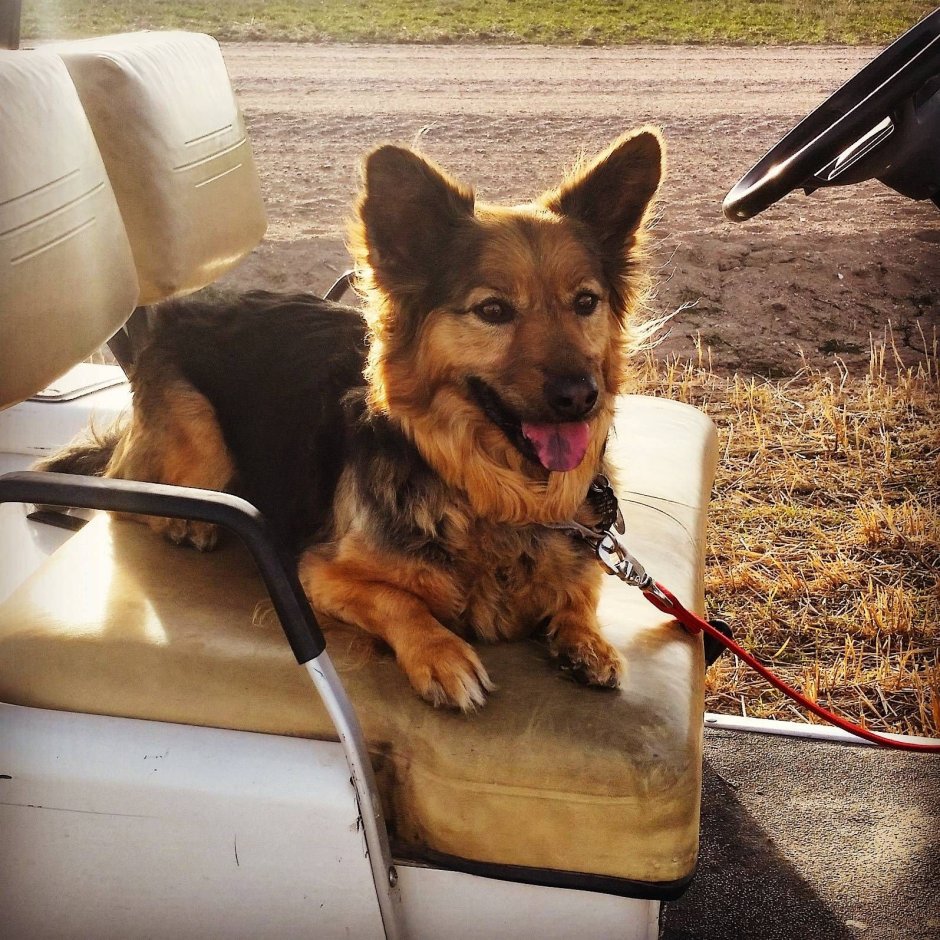 Corgi German Shepherd
