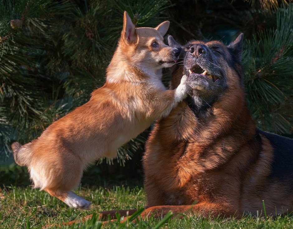 Корги и немецкая овчарка