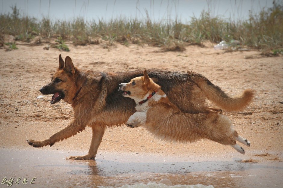 Корги и овчарка вместе