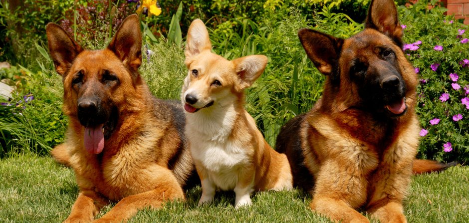 Щенок немецкой овчарки и корги