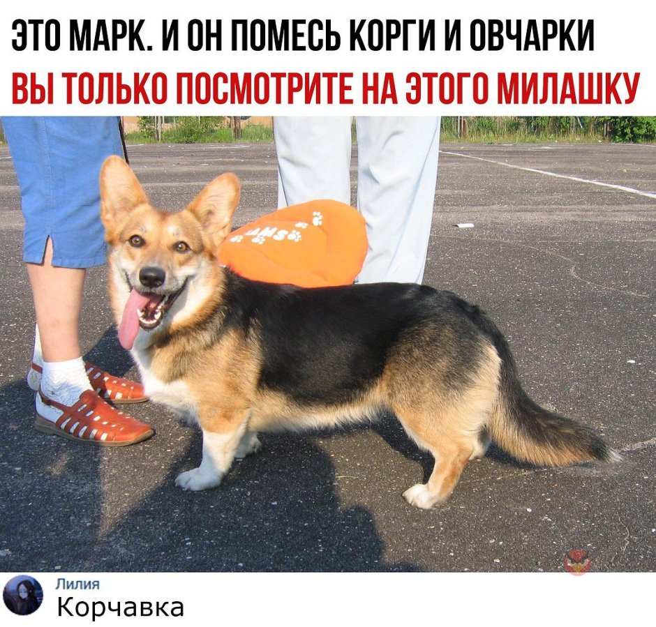 Корги и немецкая овчарка