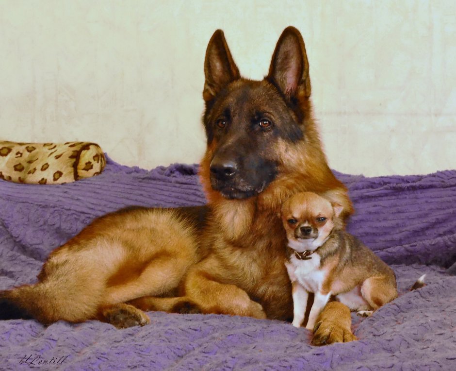 Корги и хаски