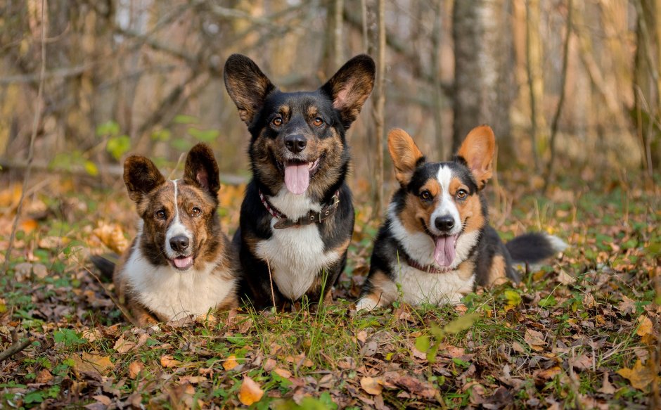 Вельш корги кардиган