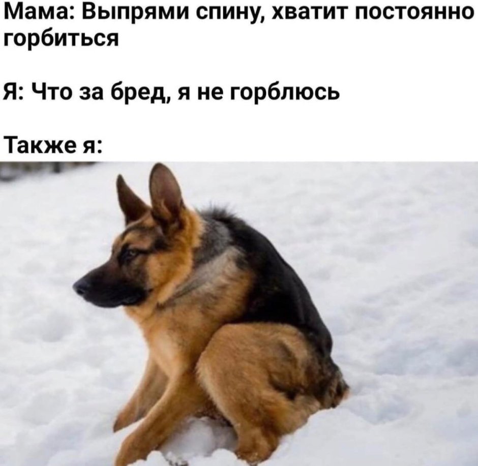 Бигль vs вельш корги