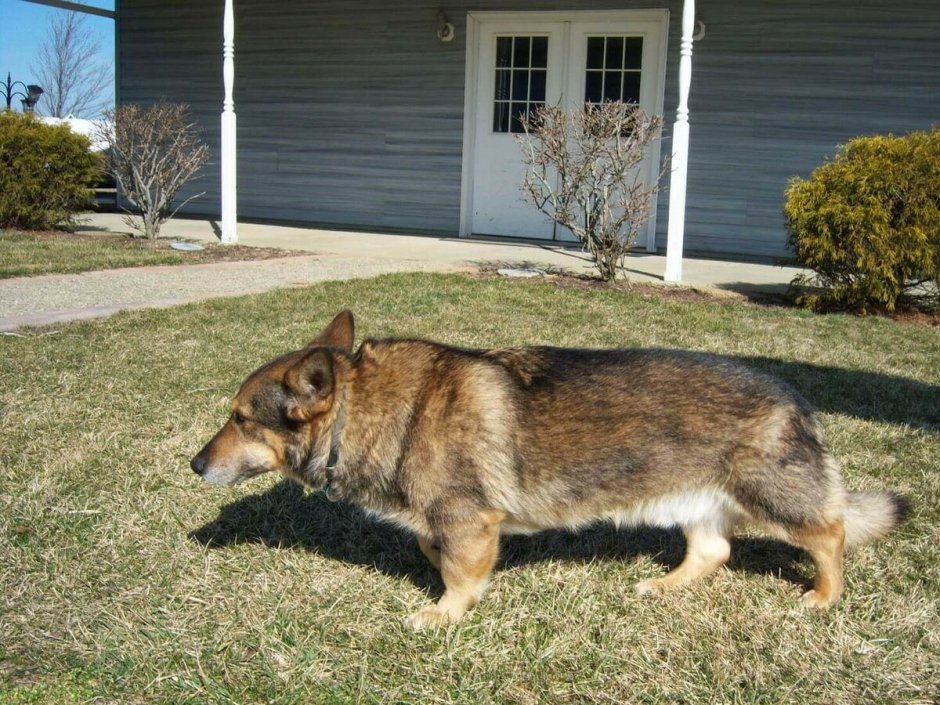 Помесь корги кардиган и пемброк