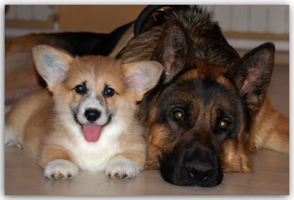 Корги овчарка