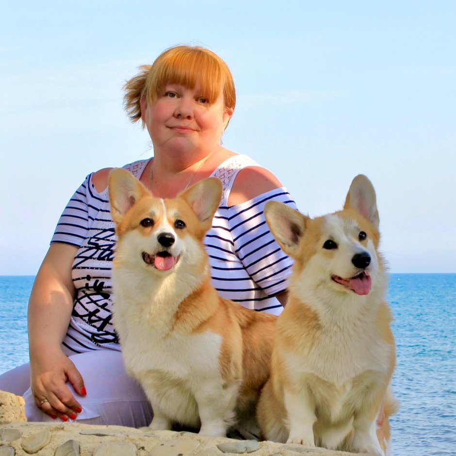 Вельш корги Воробьева