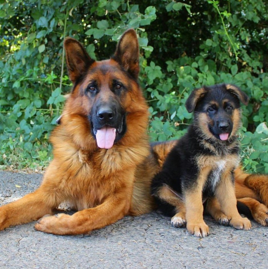 Метис корги и овчарки