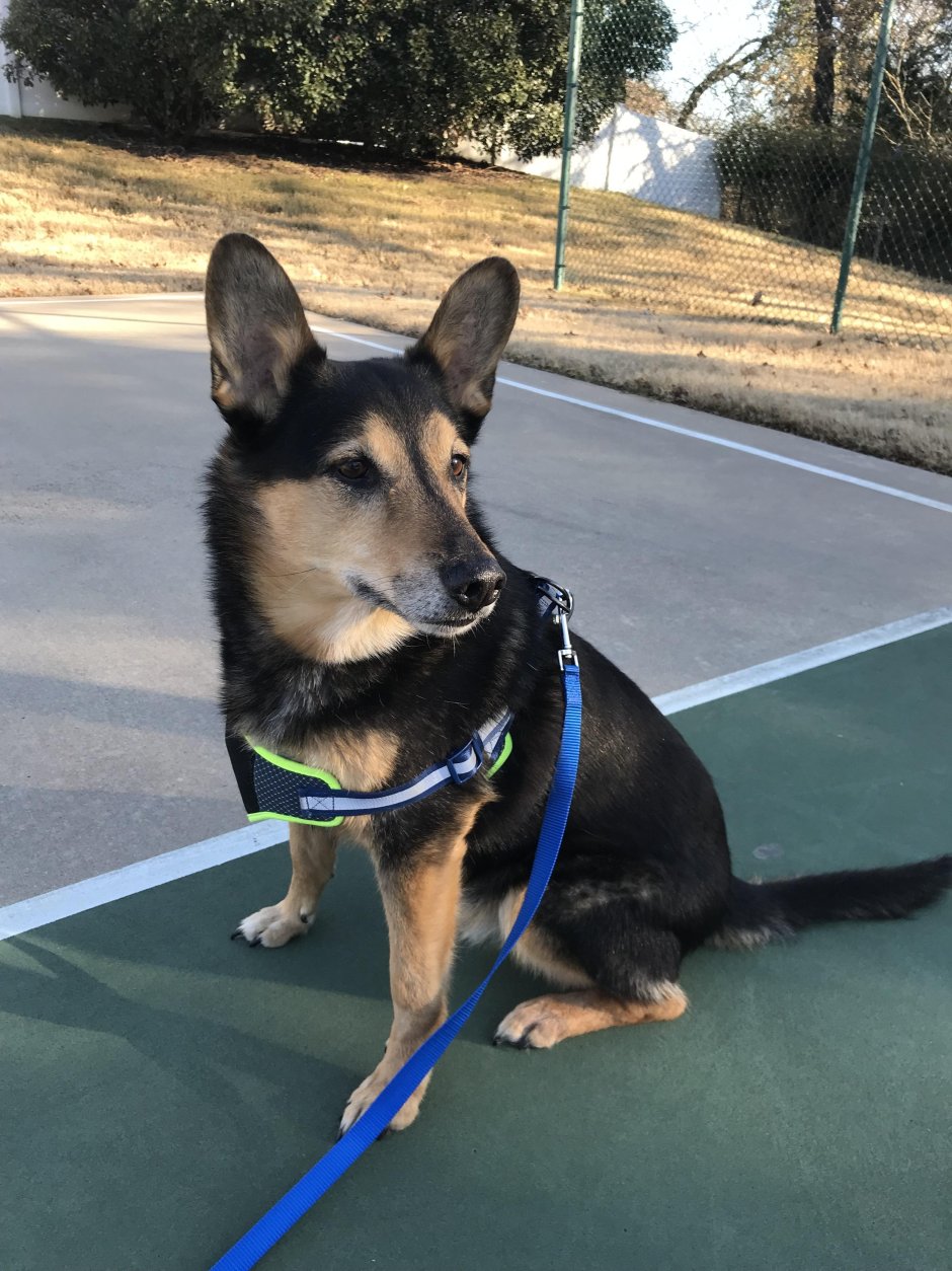 Карликовая немецкая овчарка