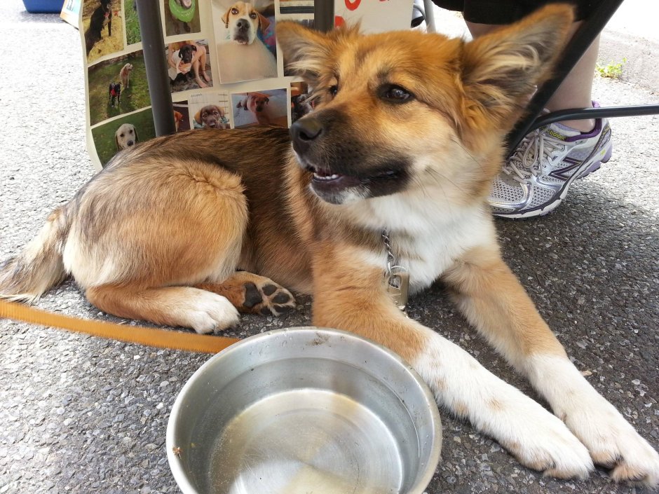 Корман Шеферд