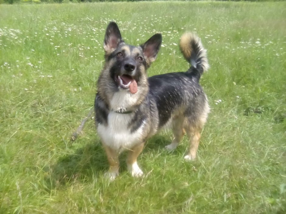 Корги и немецкая овчарка