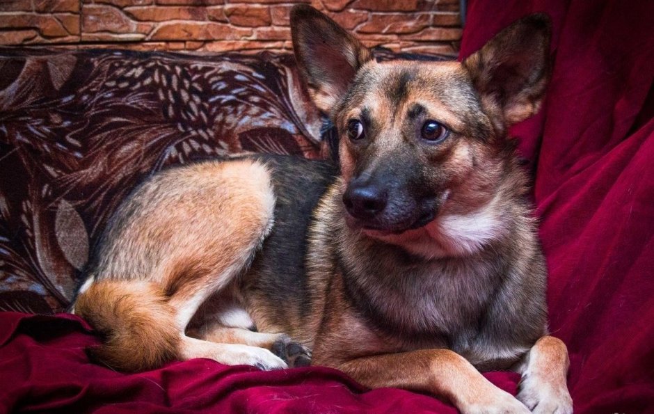 Собака похожая на овчарку