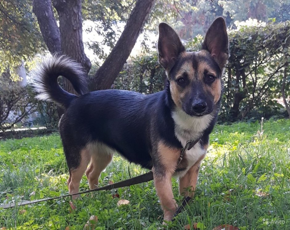 Метис корги и немецкой овчарки