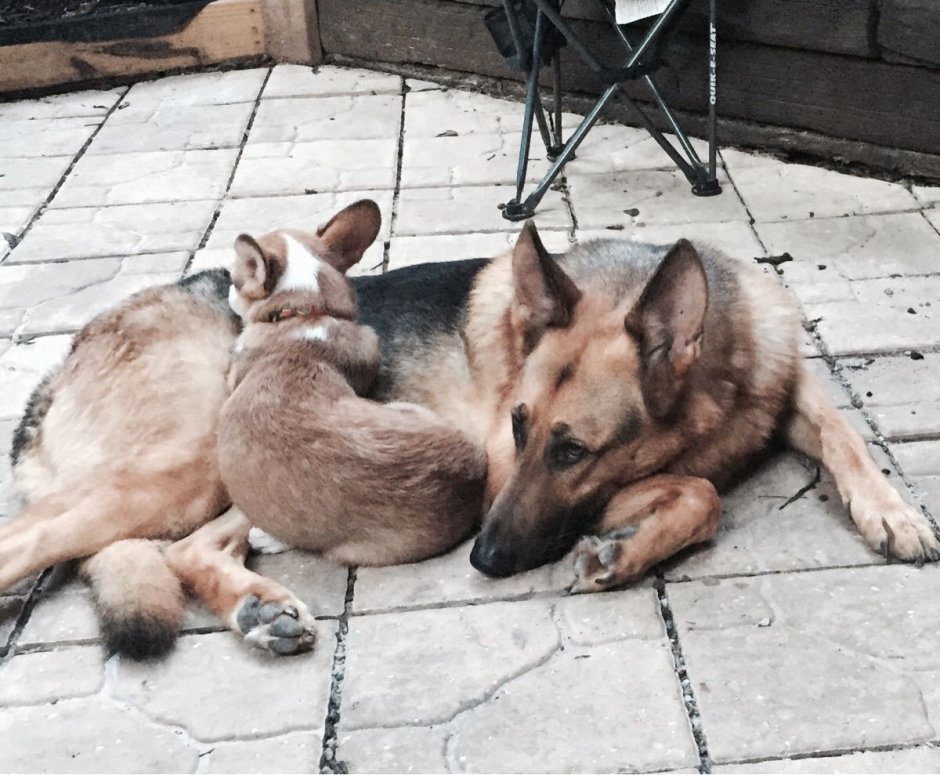 Смесь корги и немецкой овчарки