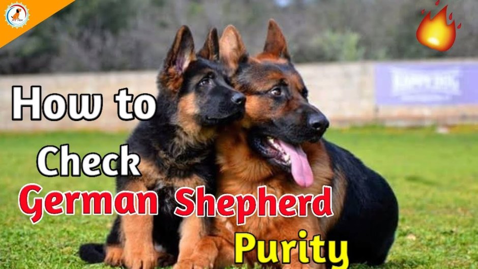 Помесь корги и овчарки