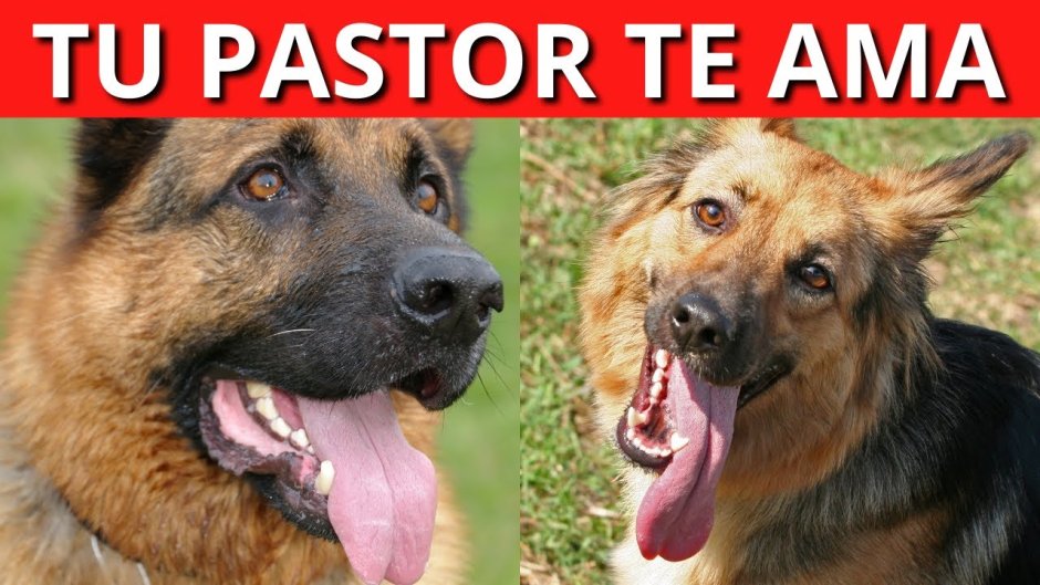 Вельш корги кардиган и пемброк