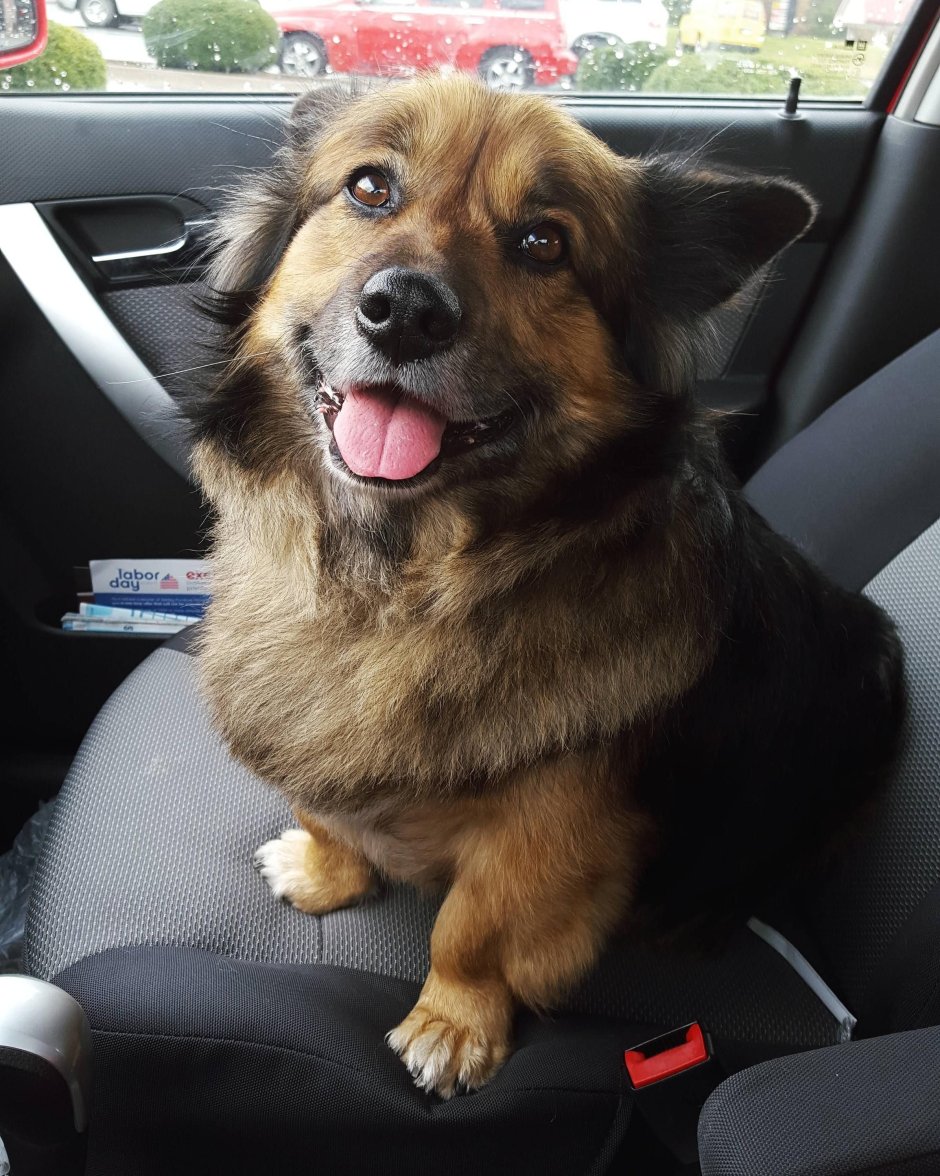 Метис корги и овчарки