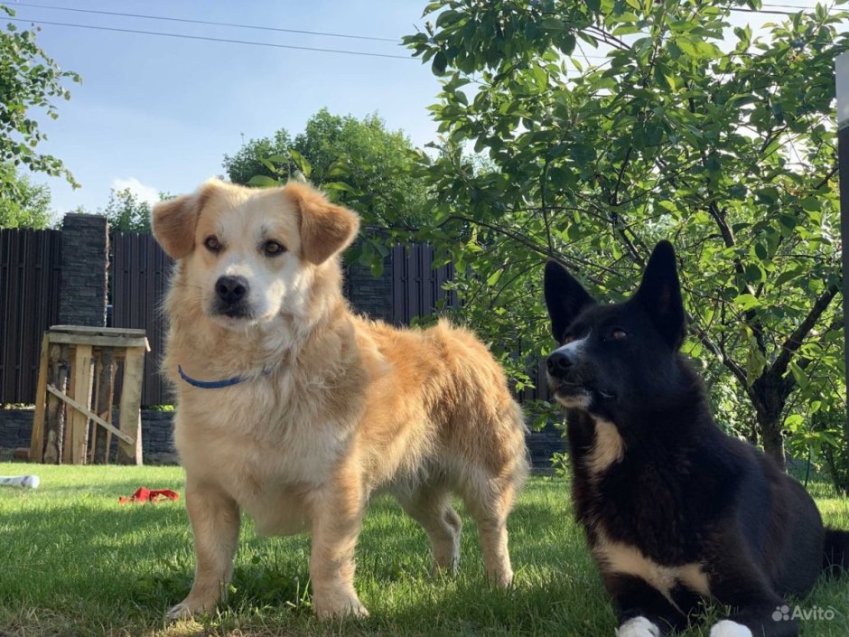 Смешные породы собак