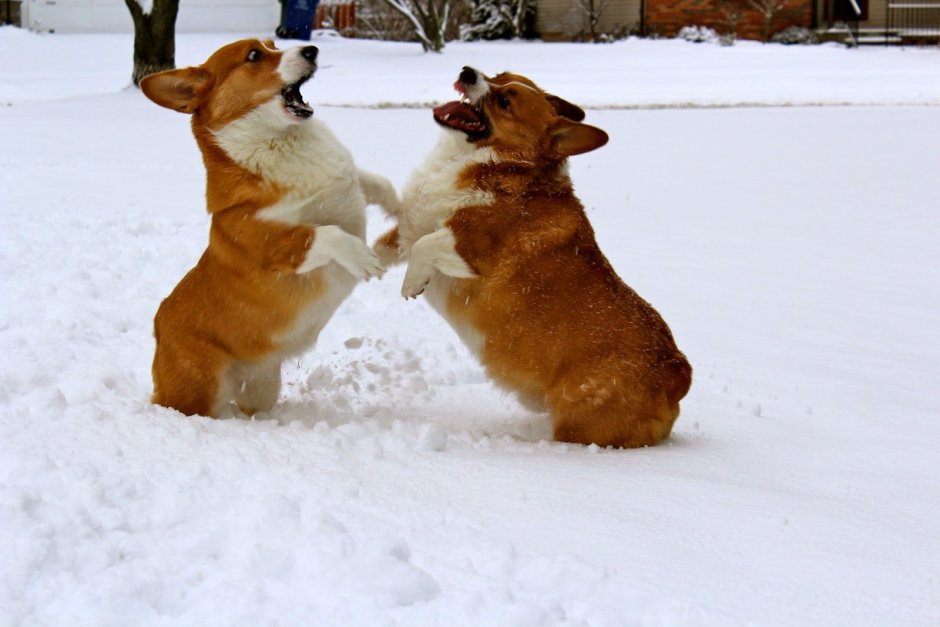 Короткая собака Мем