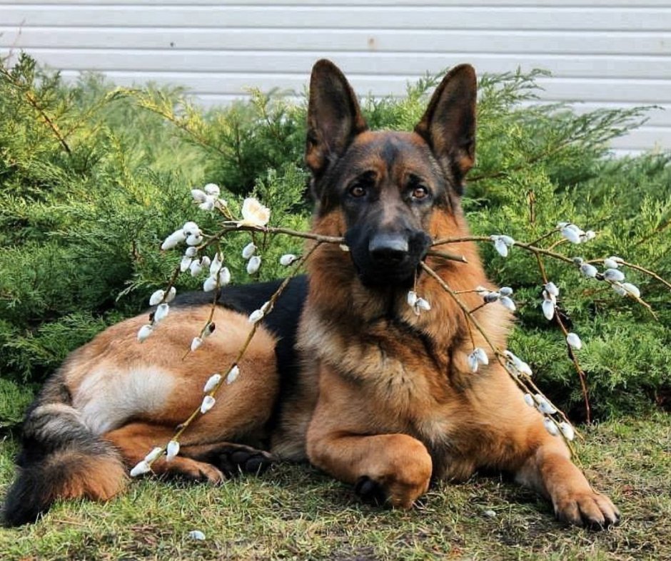 Сиба ину и корги