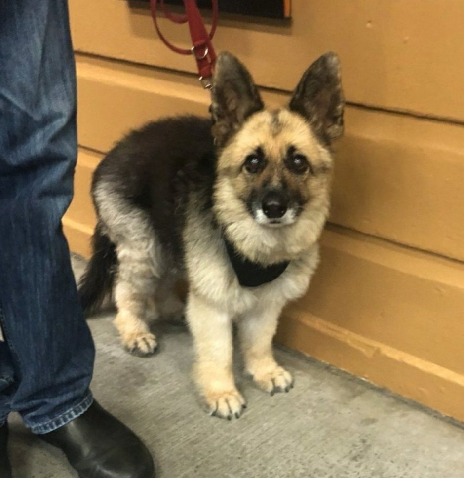 Вельш корги овчарка