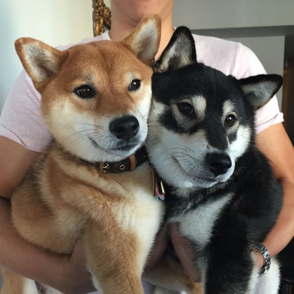 Корги и самоед
