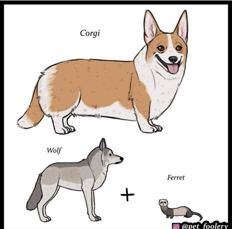Метис корги и немецкой овчарки