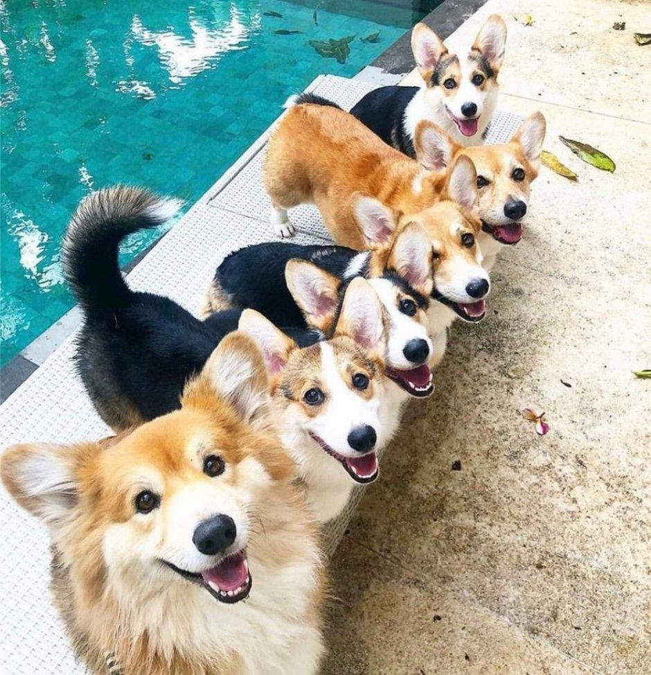 Немецкая овчарка Квазимодо