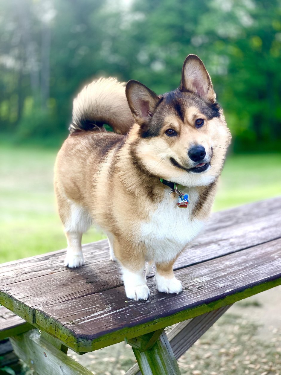 Хорек и немецкая овчарка