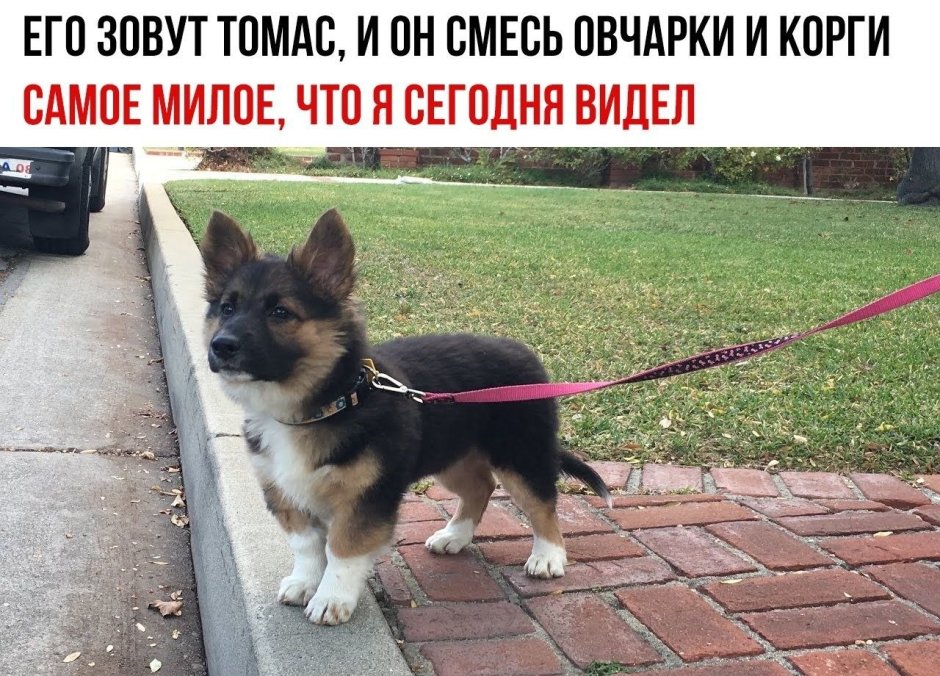 Метис корги и овчарки