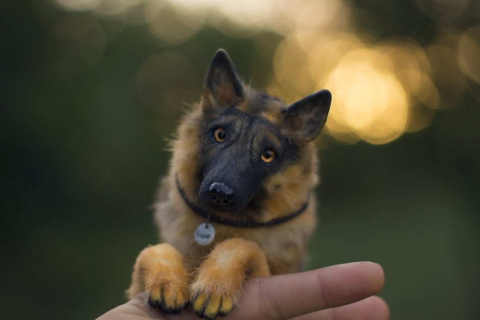 Корги и хорек