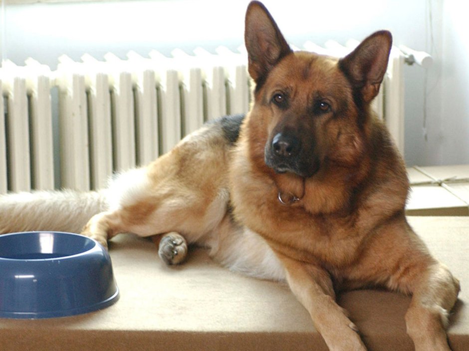 Корги смесь каких пород