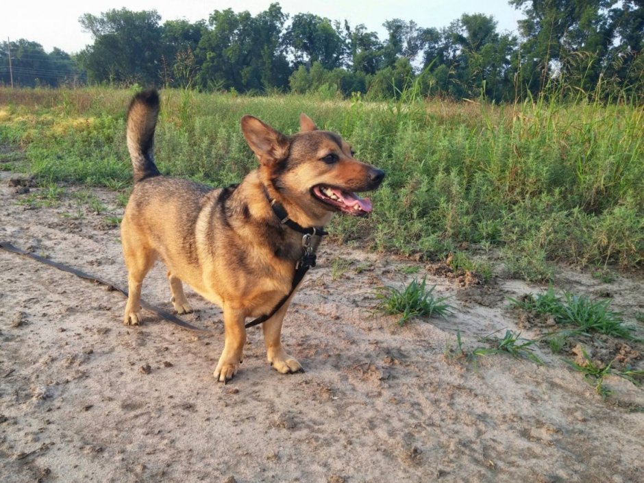 Сиба ину и корги