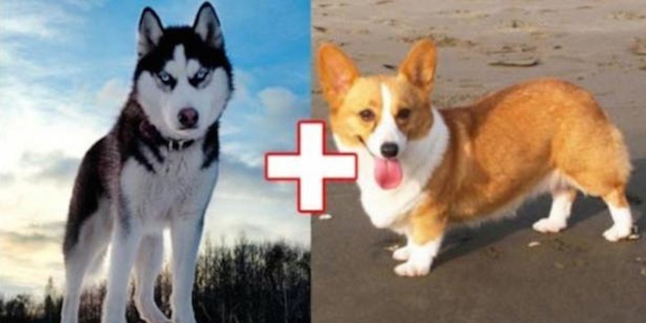 Корги плюс немецкая овчарка