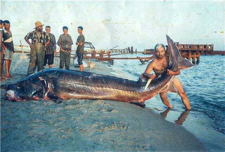 Белуга Каспийская