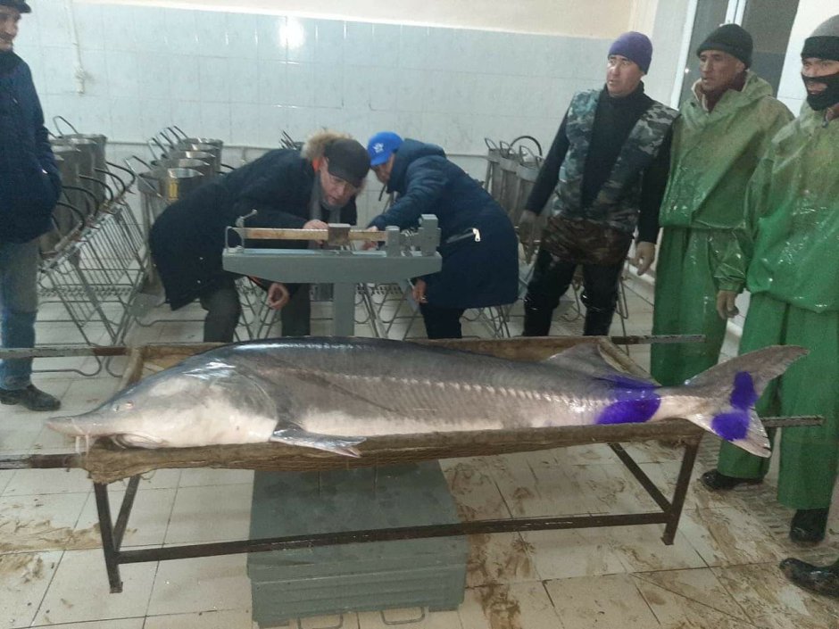 Астраханская Рыбоводная компания Белуга