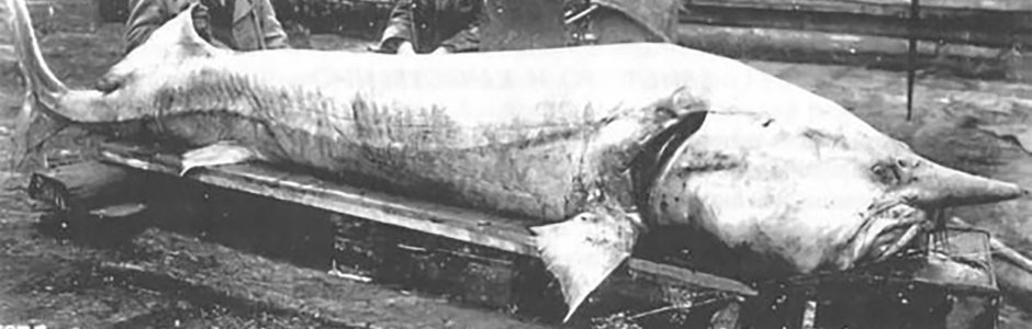 Белуга в Азовском море в 1921
