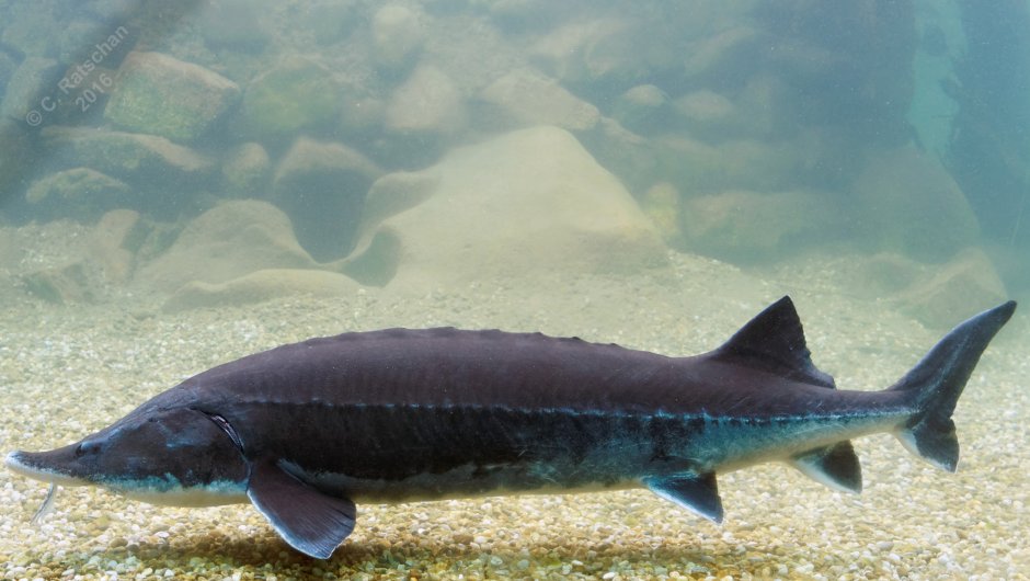 Beluga riba Белуга