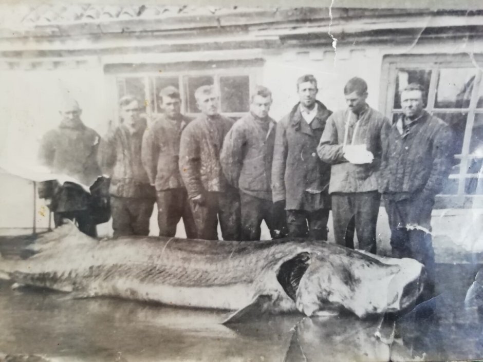 Белуга в Азовском море в 1921