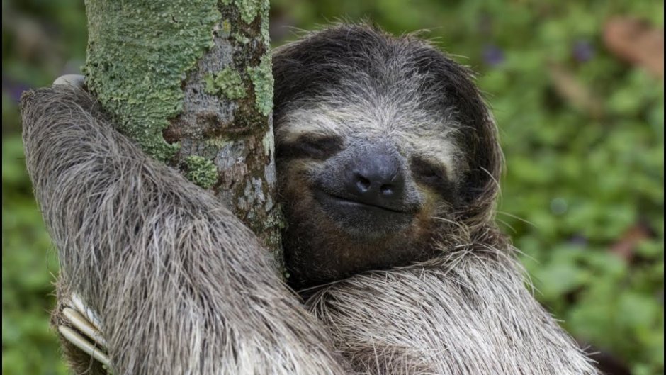 Bradypus torquatus