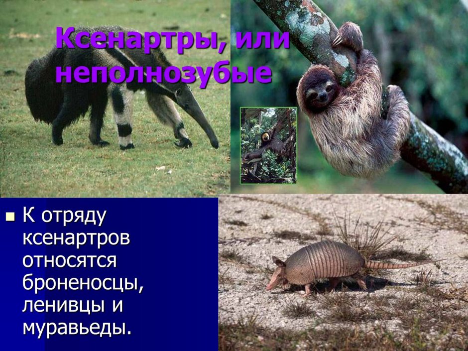 Ленивец Отдохни