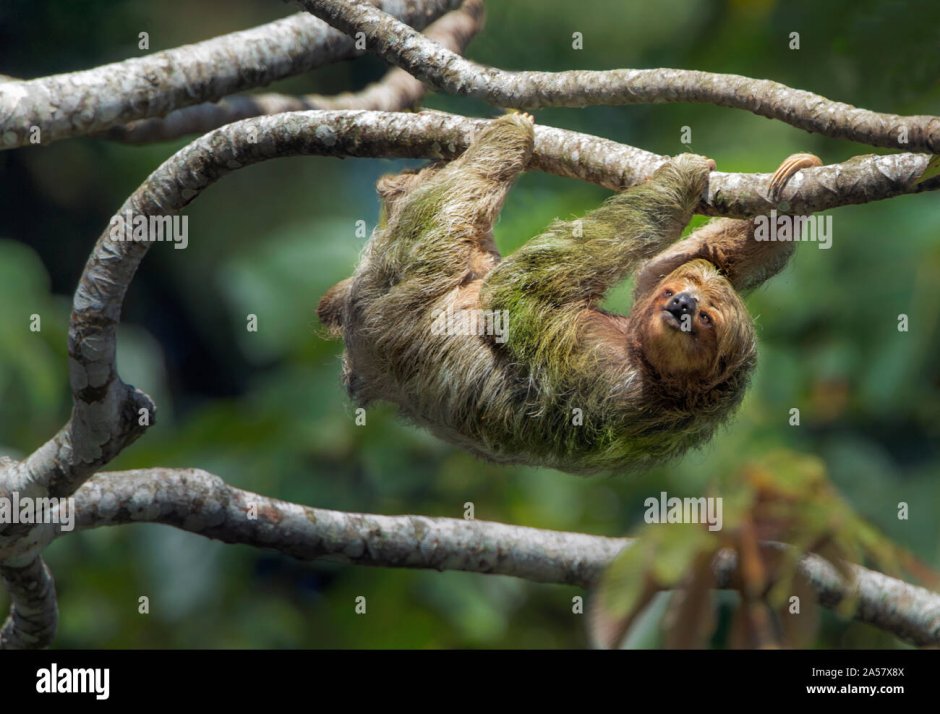 Grass Sloth