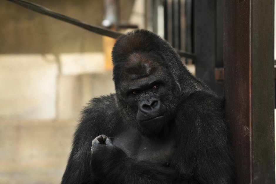 Горилла самец Shabani