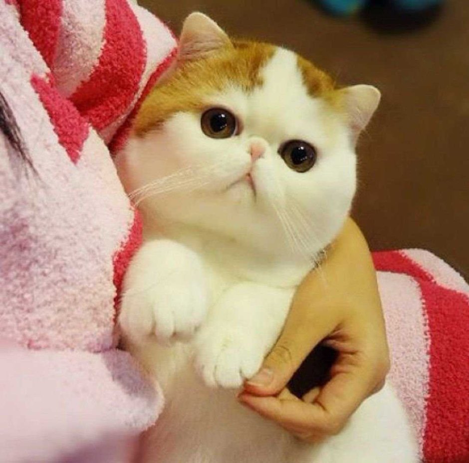 Гейша референс