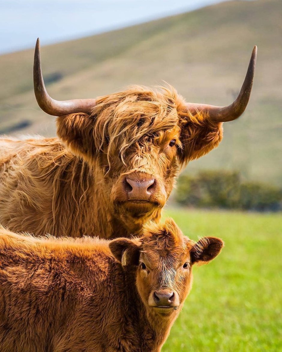Хайленд бык и корова